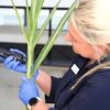 MicroNIR OnSite W - Alimentos